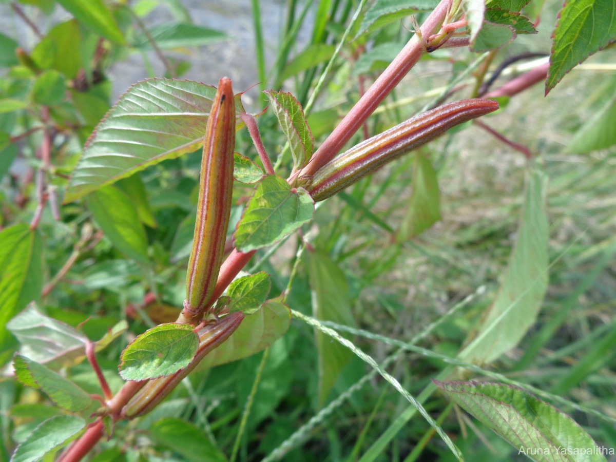 Corchorus olitorius L.